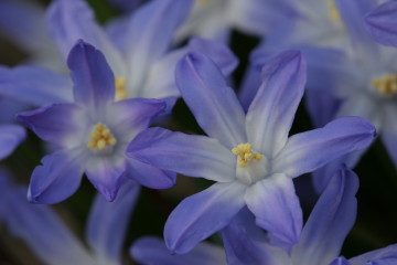 Siberian Squill