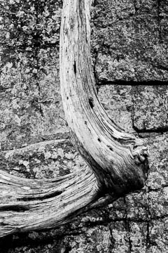 Black and White twisted tree trunk from Acadia National Park, Maine