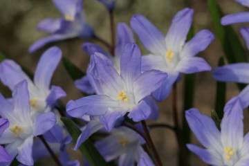 Scilla