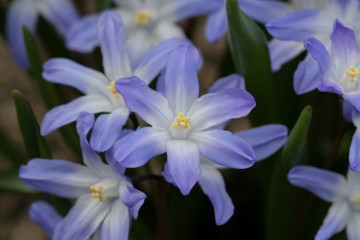 Scilla