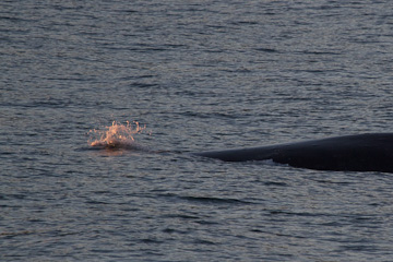 Humpback Whales at sunset