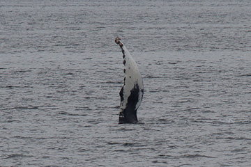 Humpback Whale's dorsal fin
