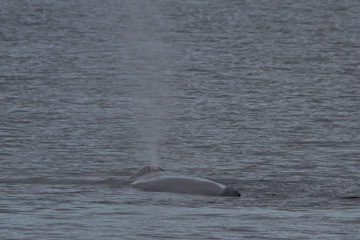 Humpback Whale exhaling