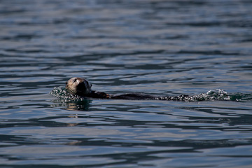 Sea Otter