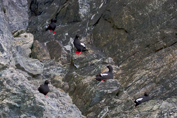 Pigeon Guillemots