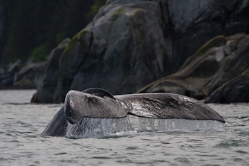 Humpback Whale flukes