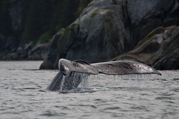 Humpback Whale flukes