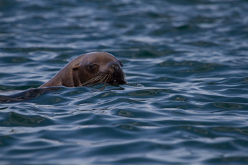 Sea Lion