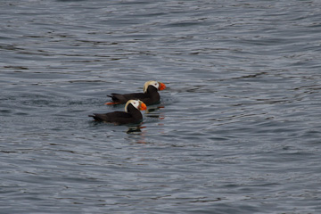 Tufted Puffins