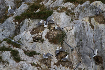 Gulls