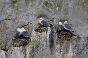 Gulls