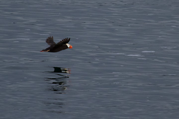 Tufted Puffin in flight