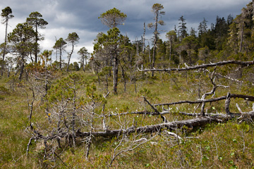 Muskeg near Sitka