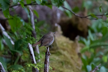 Sparrow (?), along the trail at Bartlett Cove