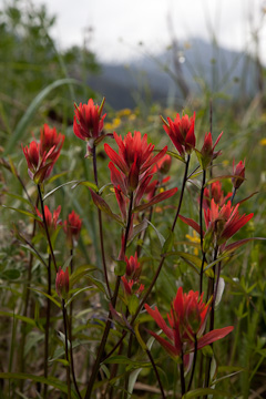 Wildflowers