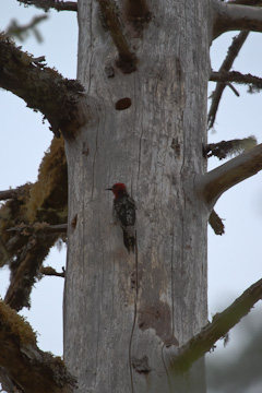 A Sapsucker feeds her babies