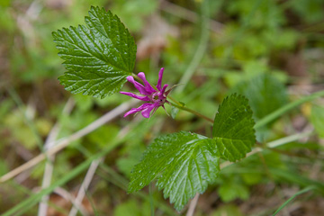 Wildflowers