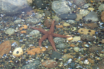 Tidal pool