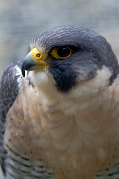 Perigrine Falcon