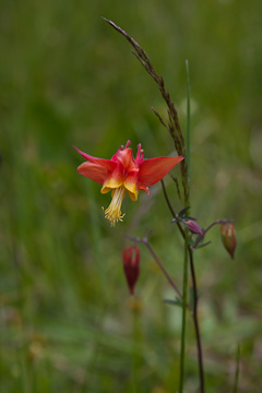 Wildflower near Pavolf Lake
