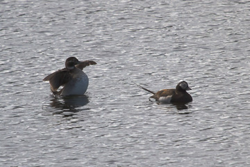 Northern pintails