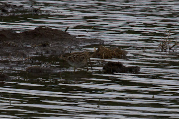 Common snipe