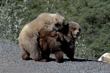 Wrestling Grizzly cubs