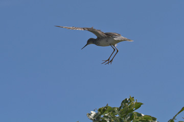 Lesser Yellowlegs
