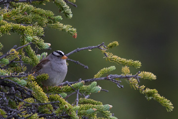 White-Crowned Sparrow