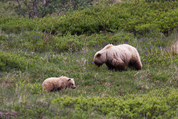 Grizzly and her cub