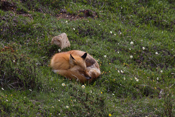 Sleeping fox