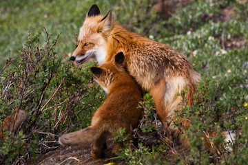 Mom and her youngster