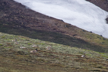 Caribou, far off