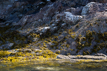 The shore of Williams Cove, from our kayak