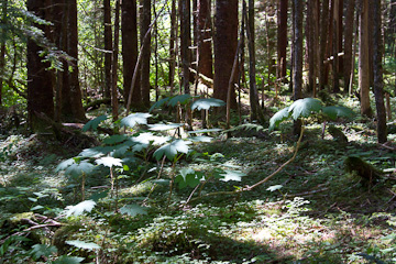 Dappled light, in the forest along Williams Cove