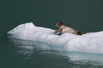 Harbor Seal
