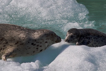 A Harbor Seal and her pup