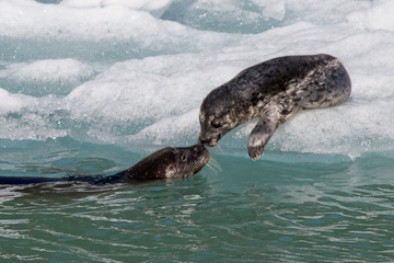 A Harbor Seal greets her pup