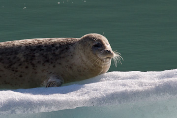 Harbor Seal