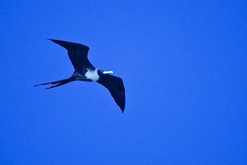 Magnificant Frigatebird in the Dry Tortugas