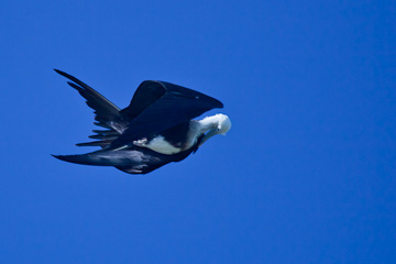Magnificant Frigatebird in the Dry Tortugas