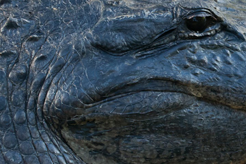 Aligator!