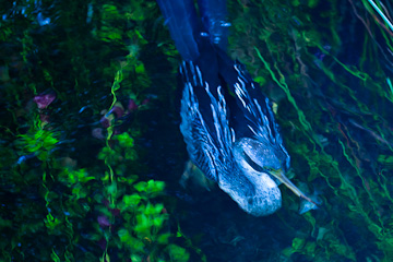 Anhinga, underwater, with a fish