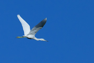 Great White Heron