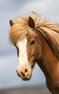 Icelandic Horses, Iceland