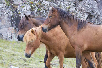 Icelandic horses, Iceland