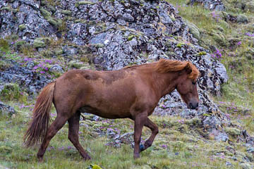 Icelandic horse, Iceland