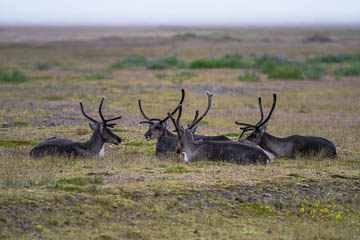 Reindeer, Iceland
