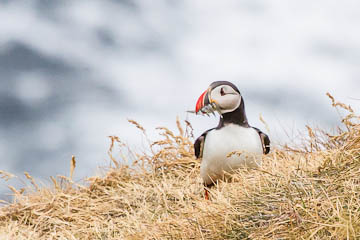 Puffin, Iceland