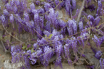 Wisteria